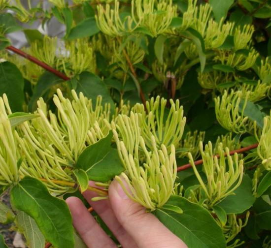 吐鲁番菊花种植基地