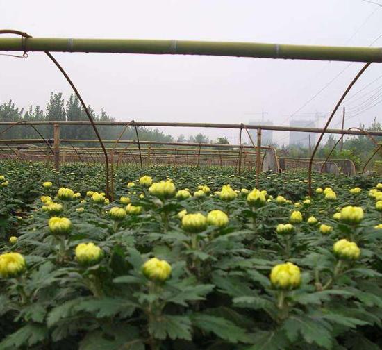 开封菊花种苗基地